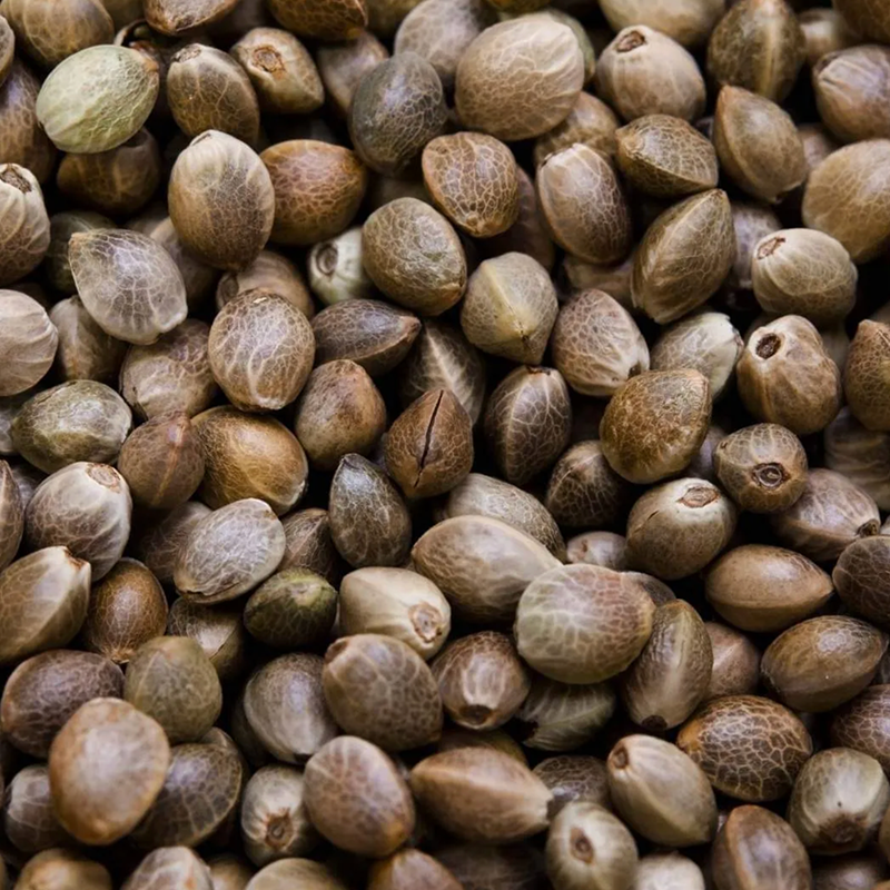 Graines de Chanvre Entières BIO