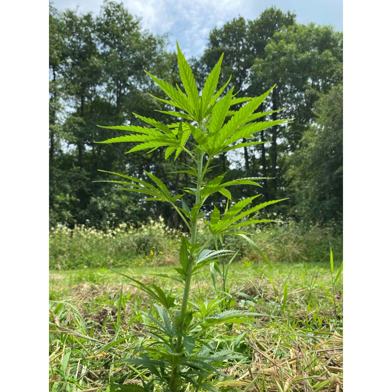 Huiles CBD 30ml Full Spectrum 25%