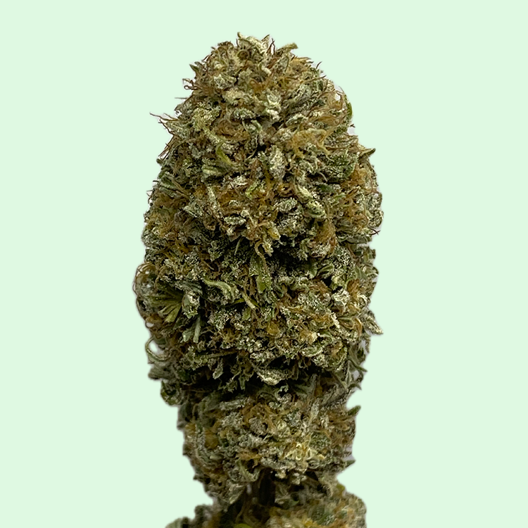 White Widows récolte 2025