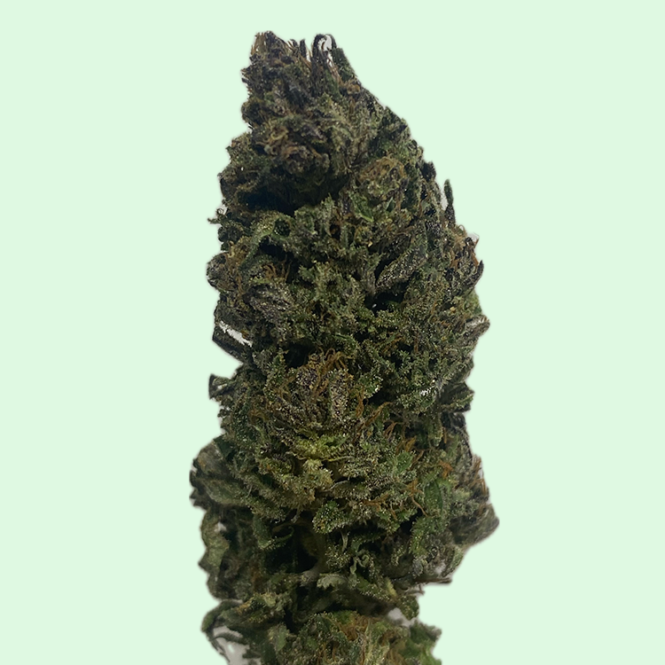 Arizona Dream récolte 2025